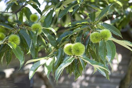 板栗桃蛀螟的防治,板栗如何防桃虫病