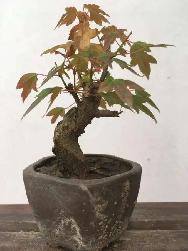 树桩盆景生病了别心慌,八九不离十是这几种病虫害祸害的