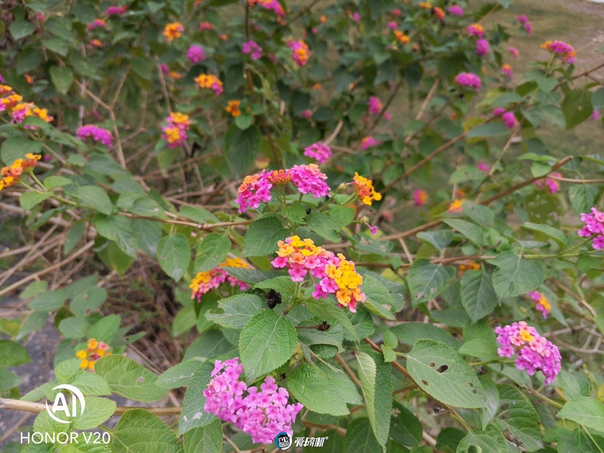 荣耀v20如何用4800万的像素拍,荣耀v20的4800万超清拍照更新