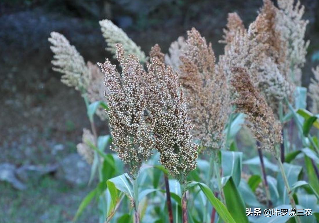 高粱得了黄蚜用什么药,高粱根蚜的防治方法