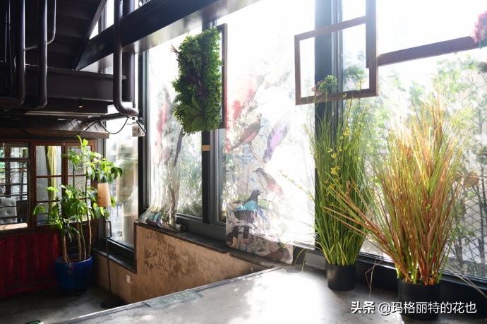 网红餐厅“胡桃里”的绿植布置|行摄