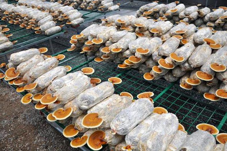 灵芝孢子粉选什么样的最好,如何选择灵芝孢子粉