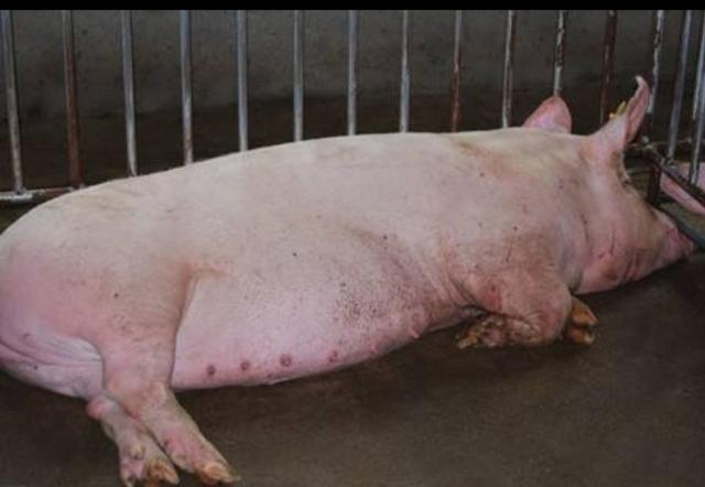 母猪产后瘫痪一般几天可以痊愈,后备母猪瘫痪怎么治疗