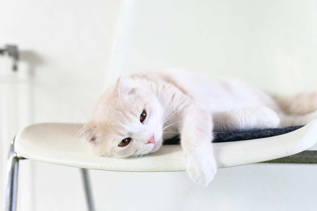 猫咪手术顺利完成，不要掉以轻心，“术后并发症”也需要警惕！