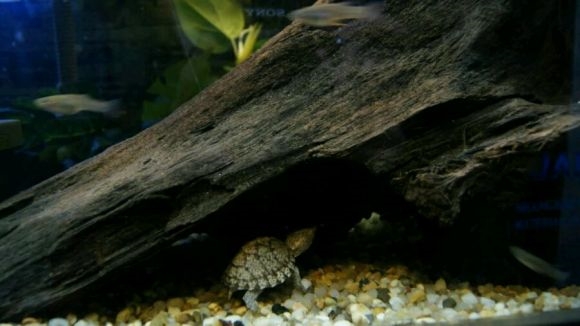 养龟净化水质的药物有什么,养龟水如何维持水质稳定