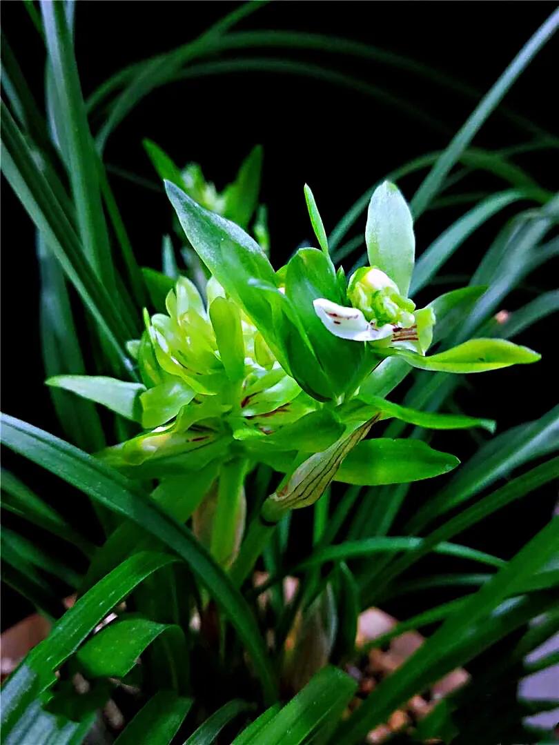 春兰天彭牡丹香味好吗,春兰天彭牡丹兰花简介