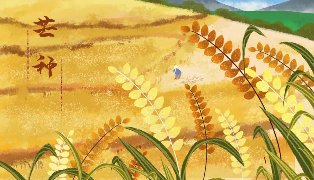 写作积累30首芒种诗词读起来真美,最经典的十首芒种诗词