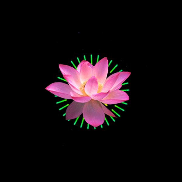 金莲花开寓意什么,金莲盛开的诗句