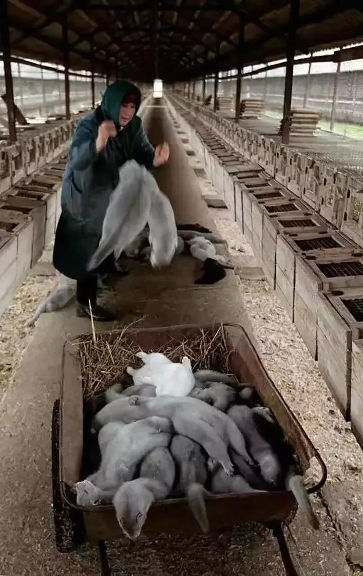 外媒炸裂！奢侈品全面*制抵**皮草，只为让更多人意识到背后的残酷