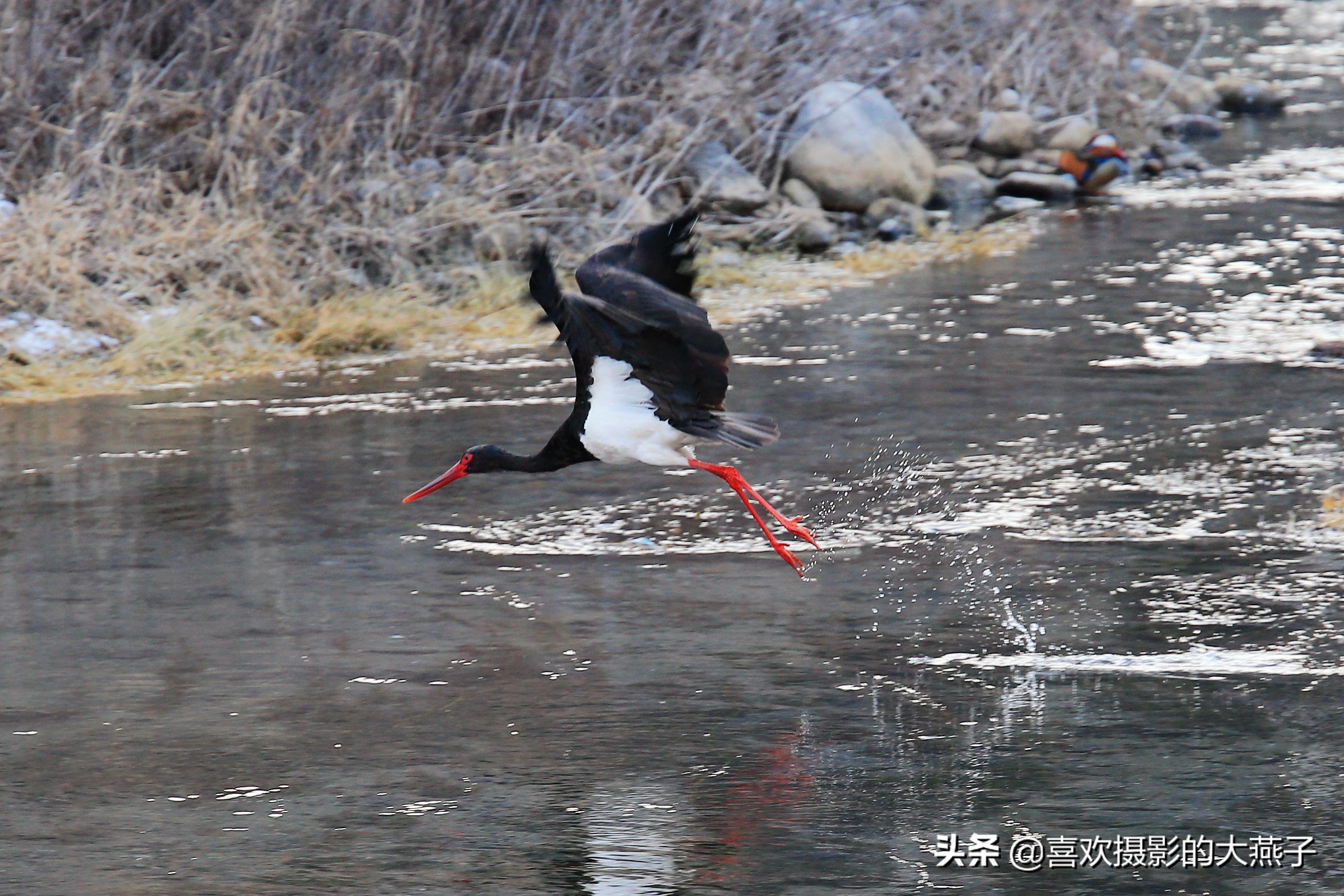 閲庣敓榛戦钩,榛戦钩椋炵繑鍥剧墖