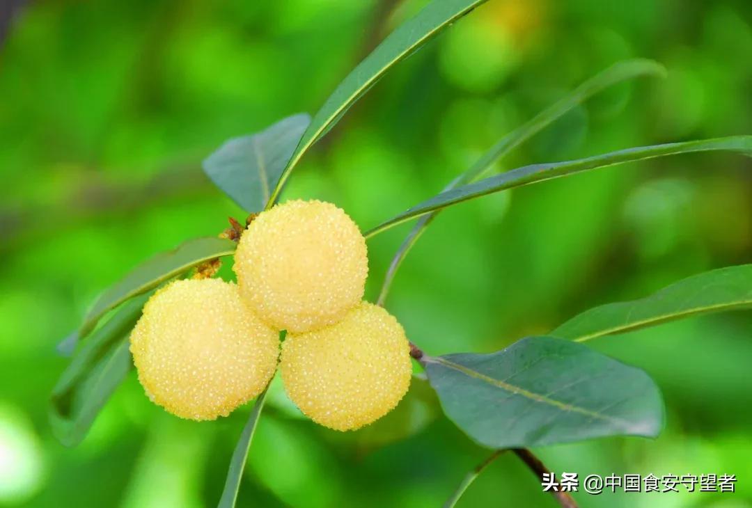 家里杨梅怎么储存,销售杨梅的保鲜储存方法