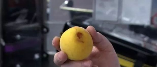 澳洲海关入境检查纪录片4个孩子,中国男孩入境澳洲被查