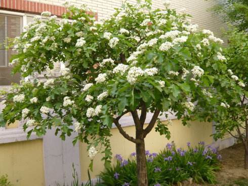 种满山的山楂树,庭院种植精品山楂树