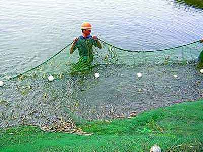 黄金米虾饲养教学,宽背黄金米虾饲养视频