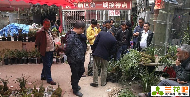 兰花种类和价格行情,现在兰花有特别贵的吗