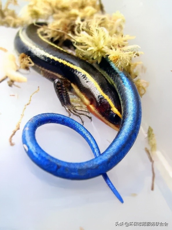 成都生态环保大讲堂|穿越于水陆之间的动物世界