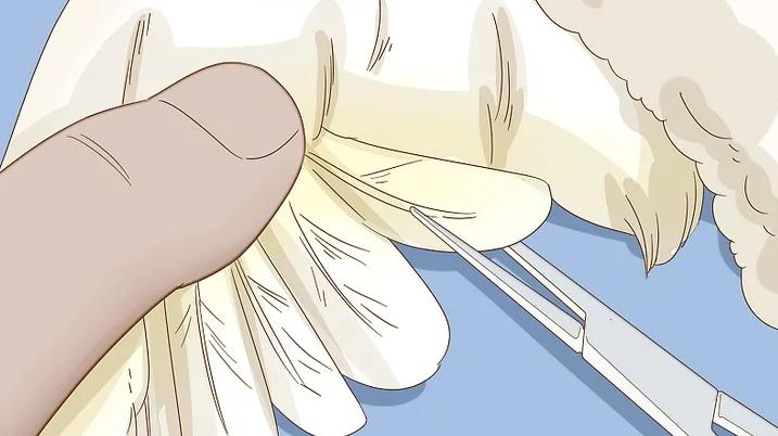 家里养的幼鸟从窝里掉下来怎么办,雏鸟长出羽毛怎么办