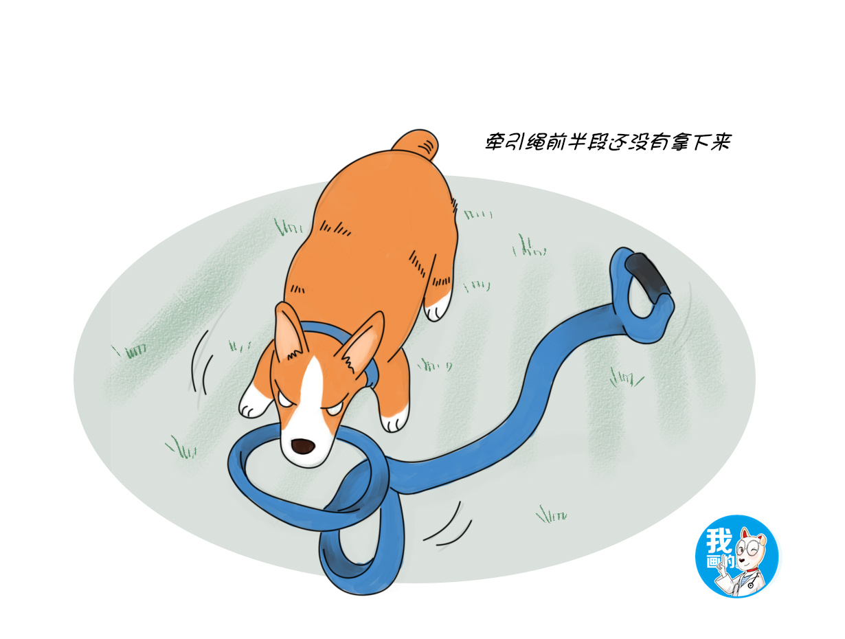 狗狗不愿意戴牵引绳咬人,狗狗不愿意戴牵引