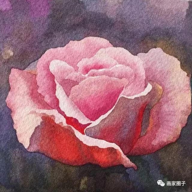 100种漂亮花卉图片,100张漂亮花图