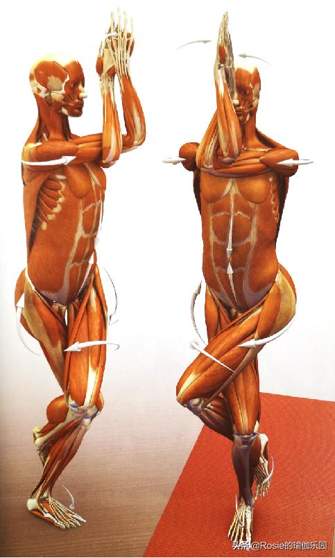 改善肩膀驼背的方法,驼背肩膀锻炼姿势