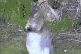 袋鼠和人打架视频,袋鼠为什么喜欢和狗狗打架