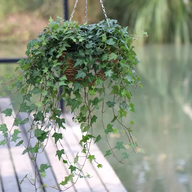净化空气吸甲醛最好的植物大盆栽,净化空气除甲醛室内最佳植物排名