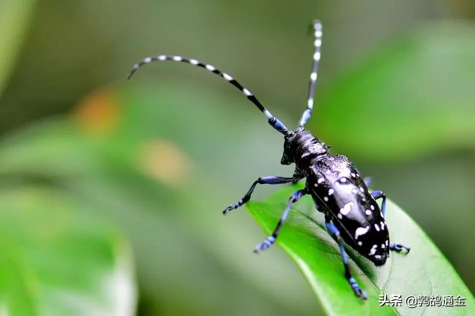 樱桃地下害虫防治方法,樱桃虫害