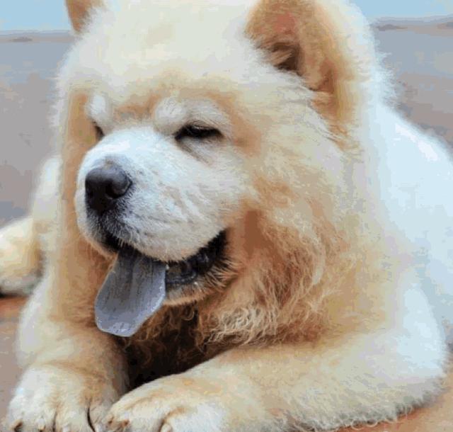 曼谷BigDogCafe|想把每一只狗狗偷偷打包带回家！