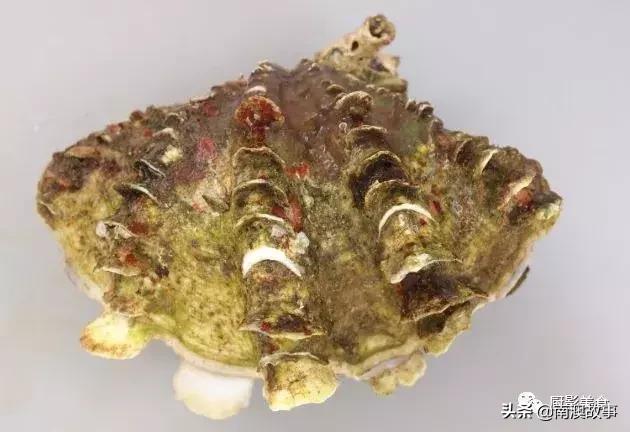 水煮贝壳类海鲜煮多久,海边海鲜用什么水煮好吃