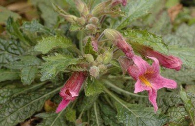 地黄别名叫生地,中药地黄功效及别名大全图