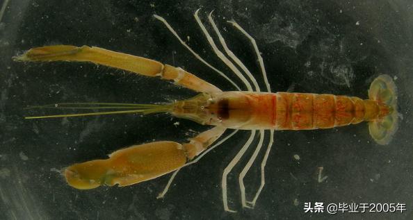 大连什么品种的虾好吃,大连哪里的虾最正宗