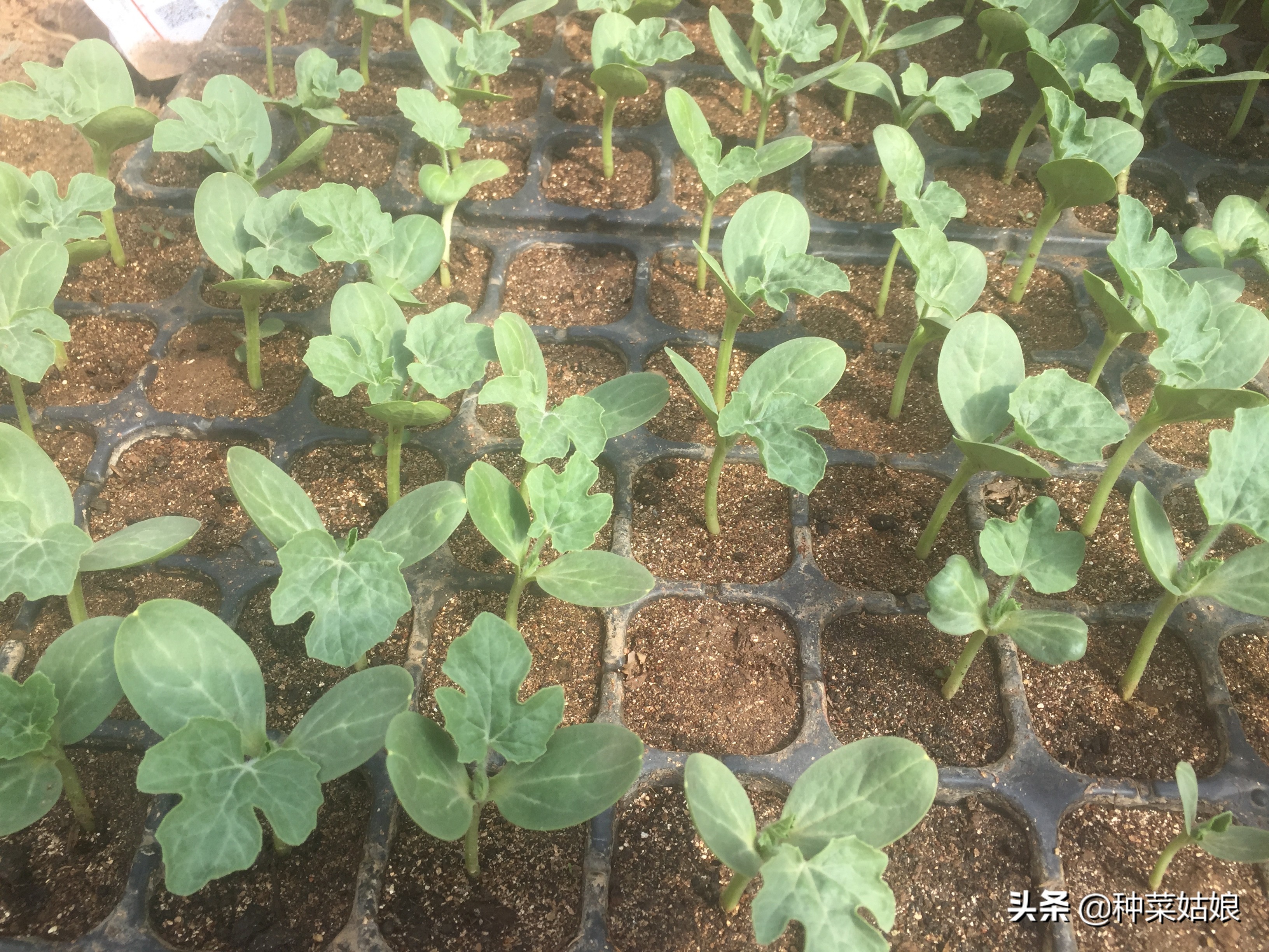 育苗菜怎么避免徒长,蔬菜徒长的最佳方法