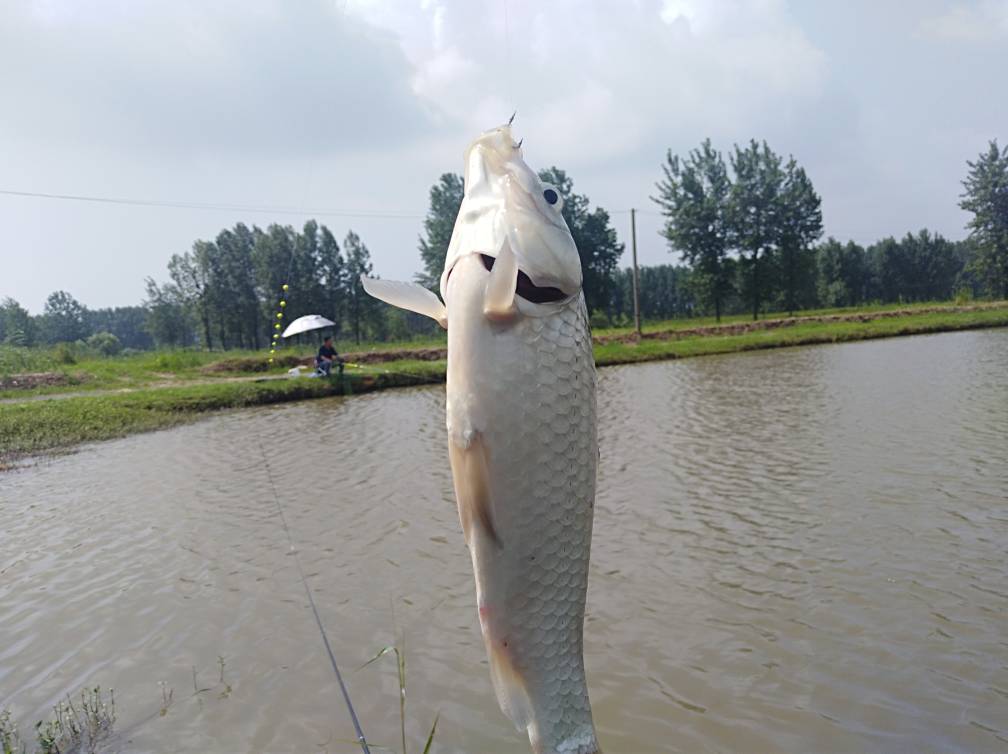 掌握钓鱼的技巧,掌握这几个野钓小技巧