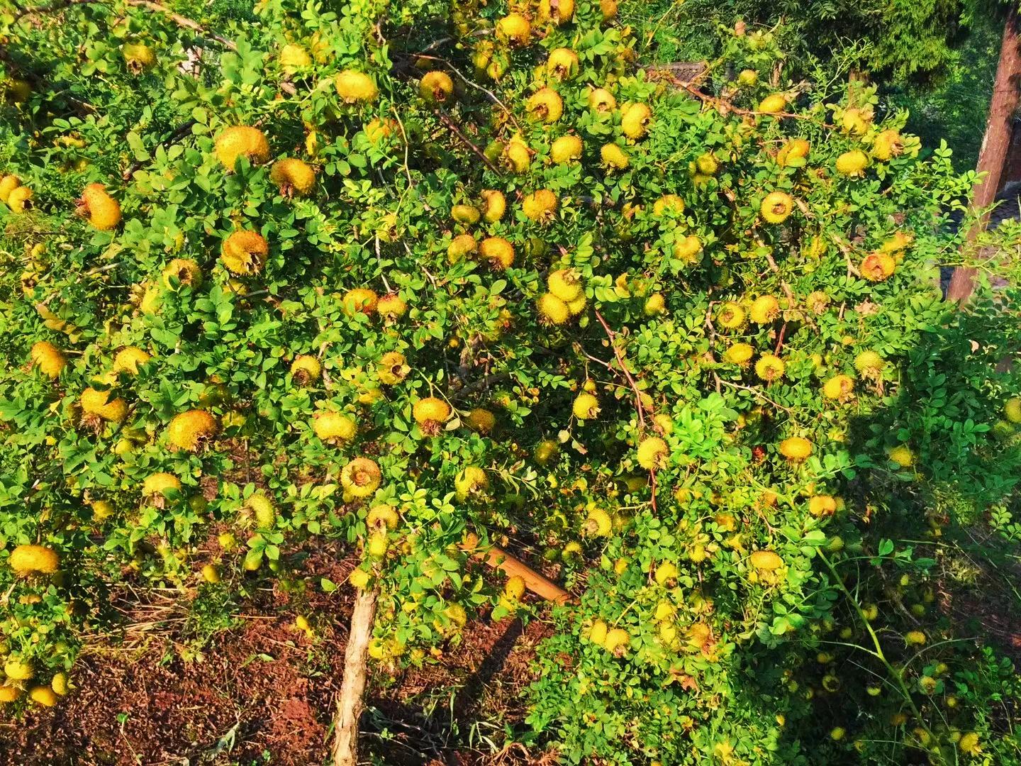 在农村年收入25万,风险指数低,且看我如何做到