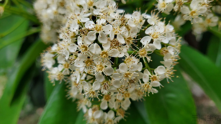 三星galaxyzflip4横向折叠评测,三星折叠屏zflip3与华为折叠屏