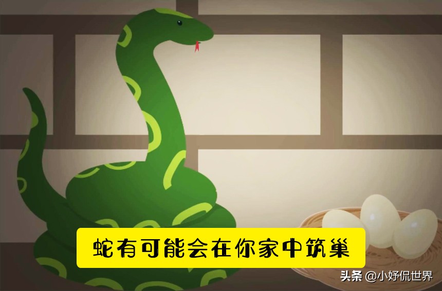 脑洞大开怎么才能过去呢,如果蛇闯进家里怎么办