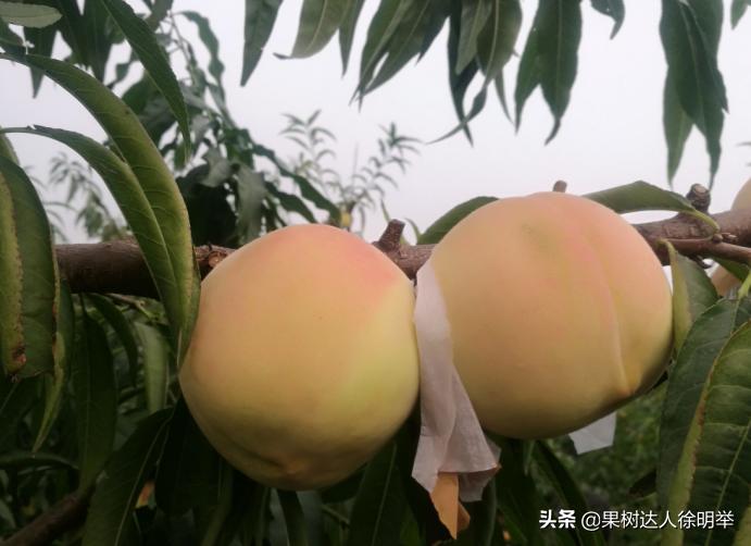 桃子褐腐病和炭疽病的区别,怎样防桃子褐腐病