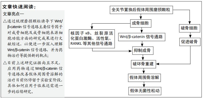 人工假体磨损颗粒作用下Wnt/β-catenin信号通路对成骨细胞的影响