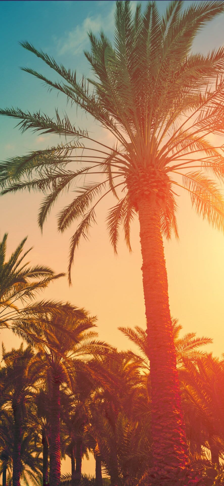 全屏自然风景壁纸清新唯美,最新咖啡唯美意境壁纸全屏