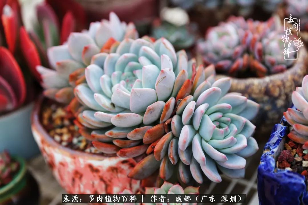 笼子里的多肉,露养的多肉和室内的多肉区别