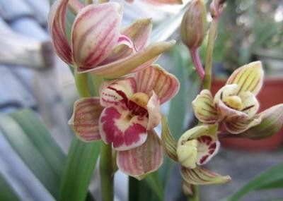 状元红怎么养才能多开花,建兰状元红荷