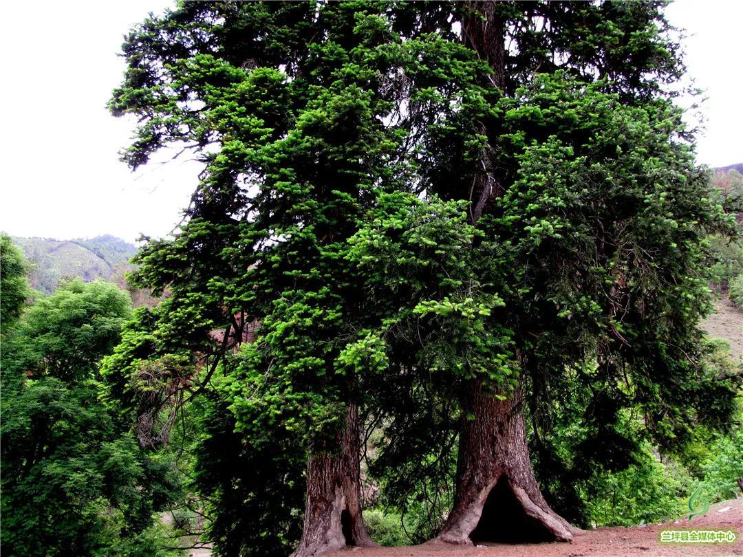 鍏板潽鍗拌薄,鍏板潽涔″湡鍗拌薄
