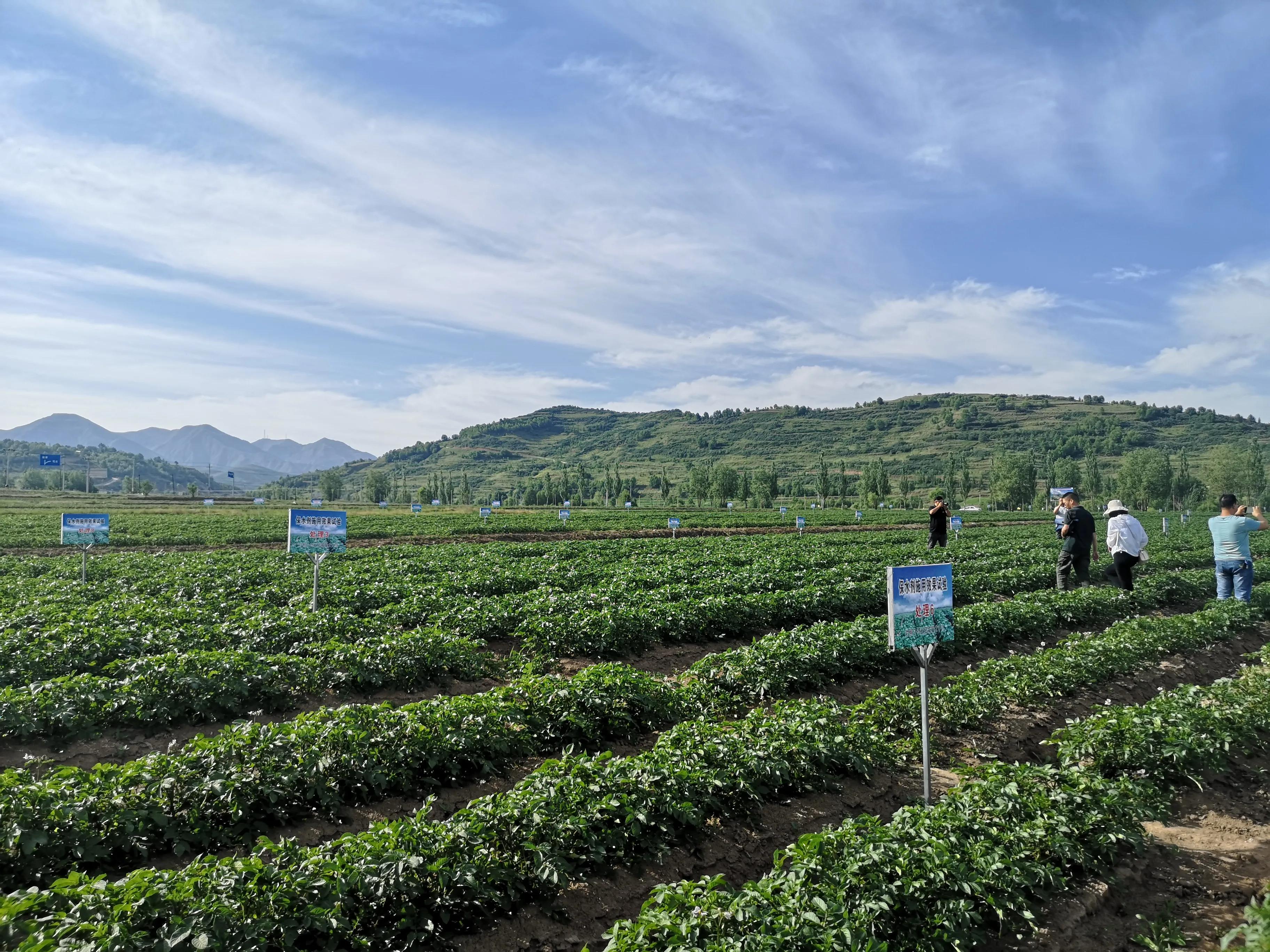 马铃薯抗旱栽培技术培训总结,马铃薯保水保油