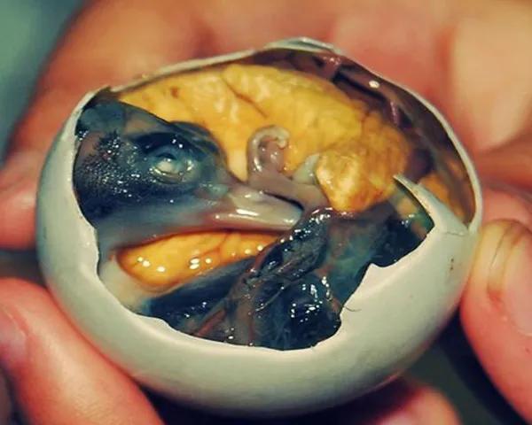 爱鸟的正确护鸟方法,爱鸟护鸟的小方法