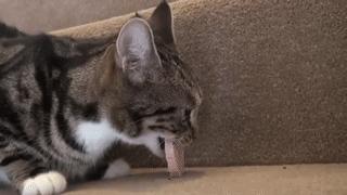 你可能不知道自己有多幸福,有猫陪伴的日子可真幸福