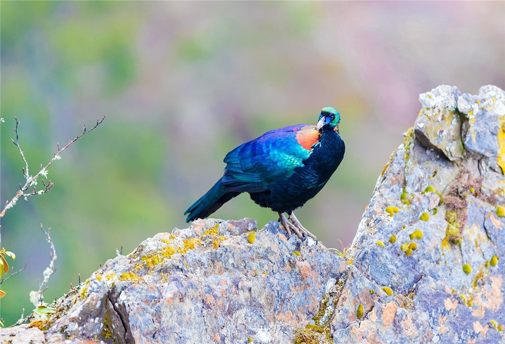 巴朗山老鹰,四川鹰鸡