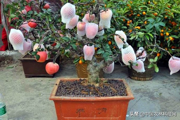 盆栽苹果用什么肥料好,苹果盆栽可以直接用大盆吗
