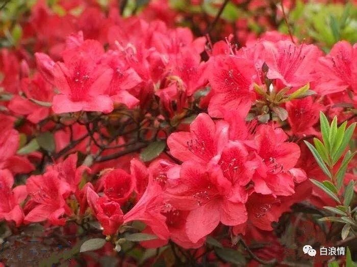 散文杜鹃花开了,散文又见满山杜鹃红