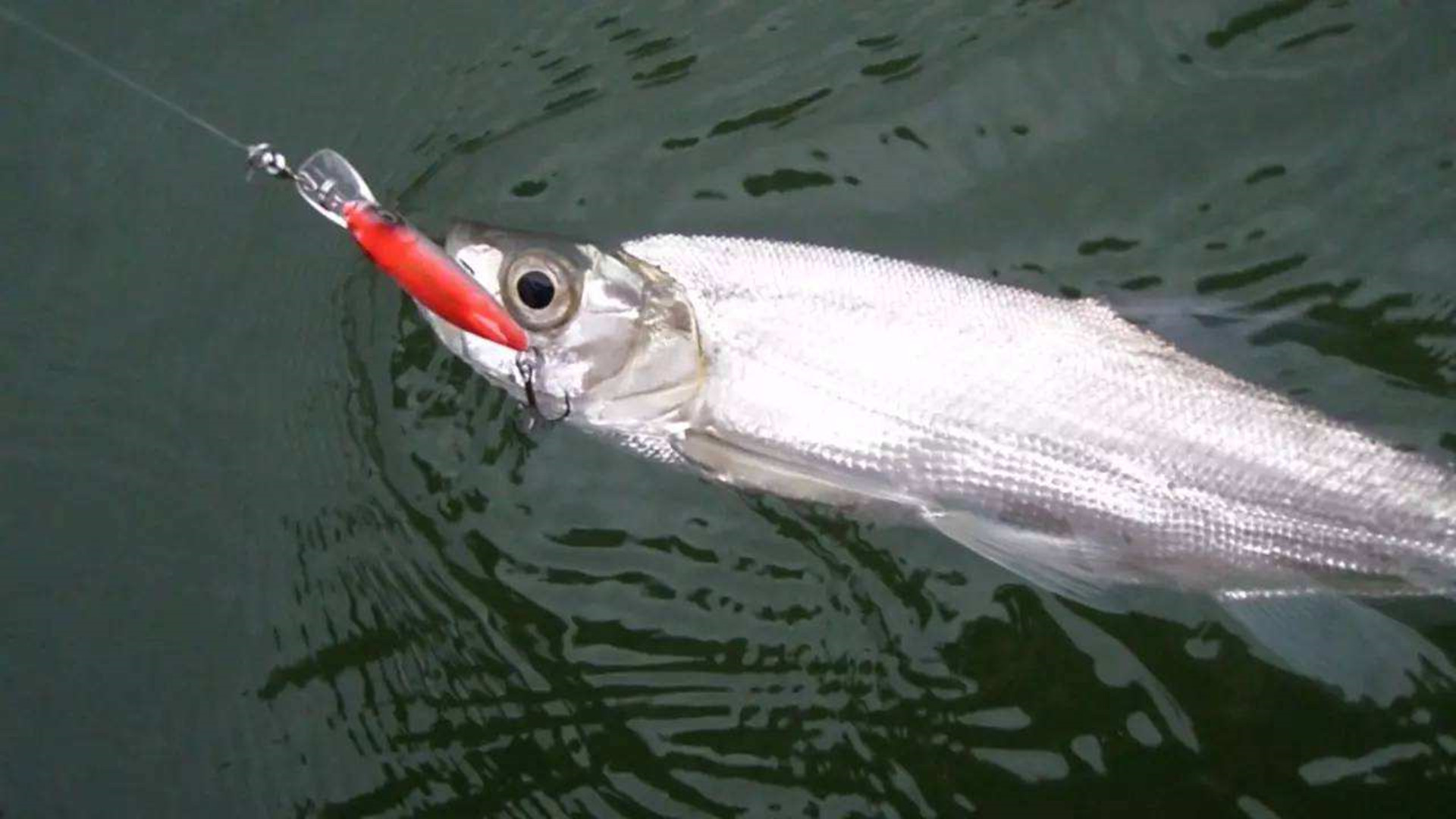 路亚无铅钓法的优缺点,路亚钓法用假饵能钓到鲫鱼吗