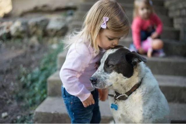 家庭伴侣宠物,家庭伴侣犬适合陪伴孩子的小型犬